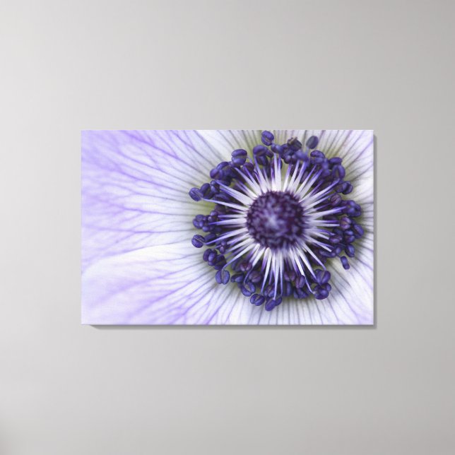 Purple Anemone Macro Flower Canvas Print (Front)