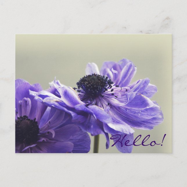 Purple Anemone Photo Postcard (Front)