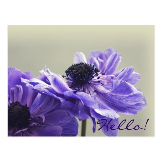 Purple Anemone Photo Postcard