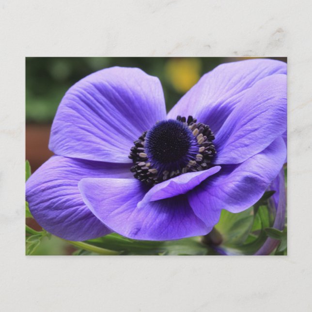 Purple Anemone Postcard (Front)