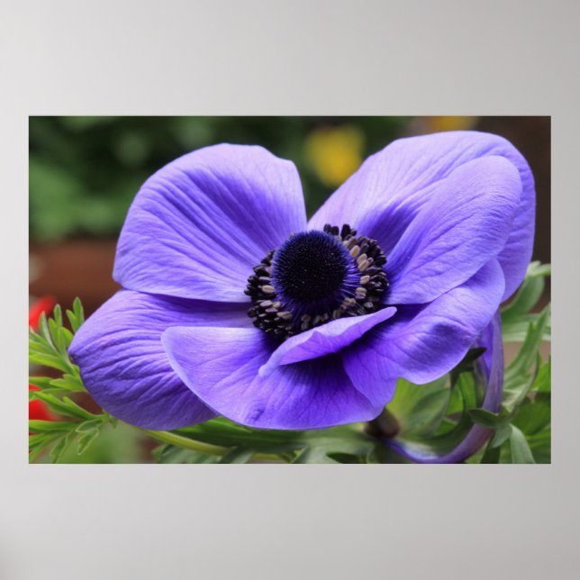 Purple Anemone Poster (Front)