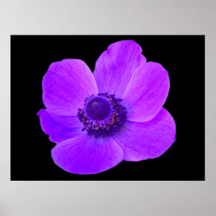 Purple Anemone Postyer Poster