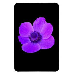 Purple Anemone Premium Magnet