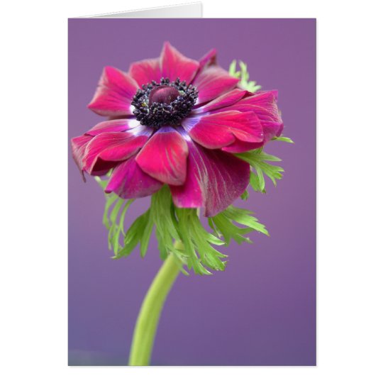 purple anenome card