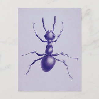 Purple Ant Bug Insect Digital Art Postcard