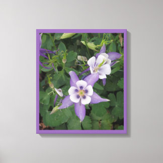 Purple Aquilegia - Columbine Flower Wrapped Canvas