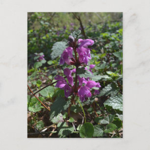 Purple archangel (Lamium purpureum) in bloom Postcard