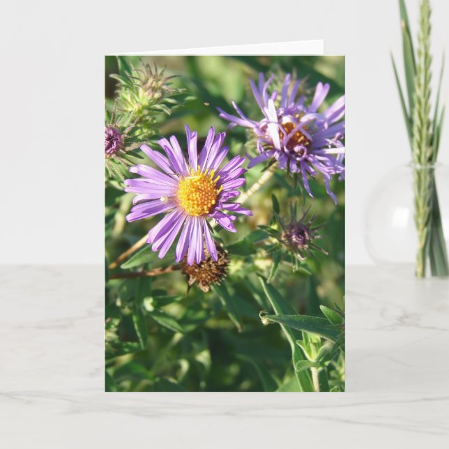 Purple Aster Card (Front)