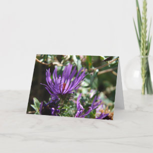 Purple Aster Card