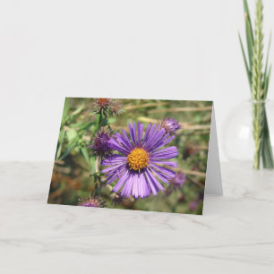 Purple Aster Card