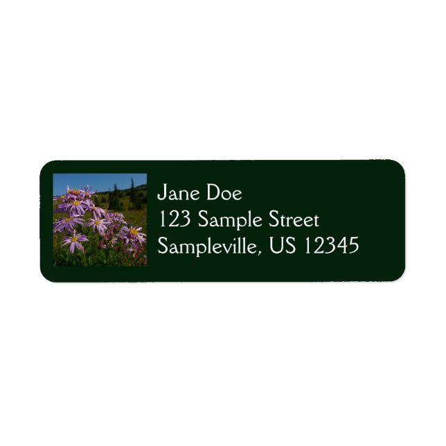 Purple Aster Flowers at Mount Rainier (Front)