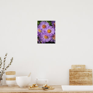 Purple Aster Flowers Floral Poster