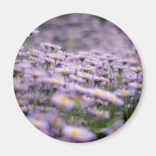 Purple Aster Flowers Magnet