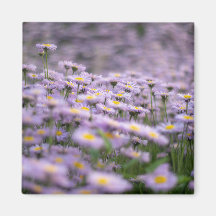 Purple Aster Flowers