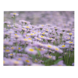 Purple Aster Flowers Notepad