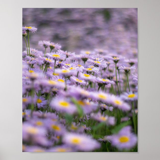 Purple Aster Flowers Poster (Front)