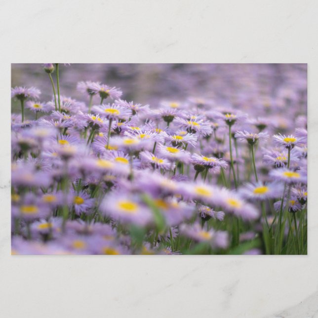 Purple Aster Flowers Stationery (Front)