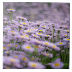 Purple Aster Flowers Tile
