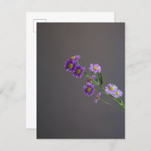 Purple Aster Postcard