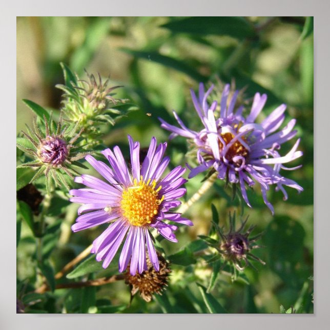 Purple Aster Square Poster (Front)