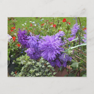 Purple Asters and Ivy Postcard