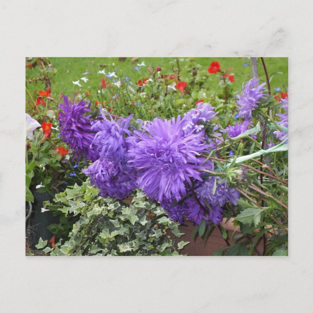Purple Asters and Ivy Postcard (Front)