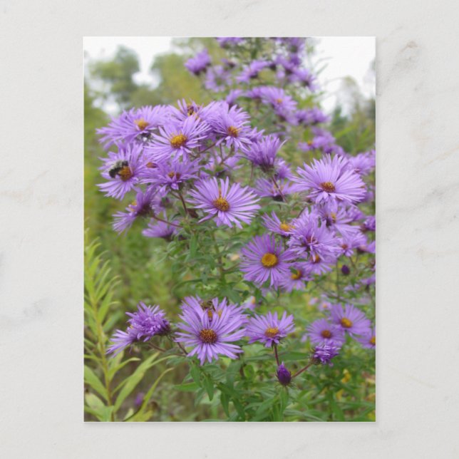 Purple Asters Postcard (Front)