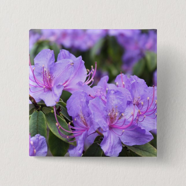 purple  azalea flowers，  杜 鹃 花 15 cm square badge (Front)
