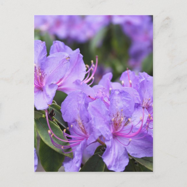purple  azalea flowers，  杜 鹃 花 postcard (Front)