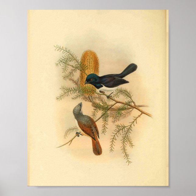 Purple Backed Flycatcher Bird Vintage Print (Front)