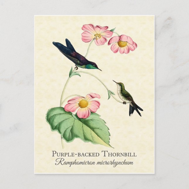 Purple Backed Thornbill Hummingbird Art Postcard (Front)