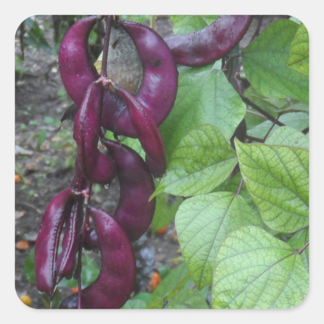Purple Beans Square Sticker (Front)