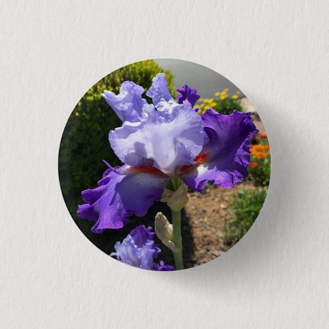 Purple Bearded Iris Button (Front)