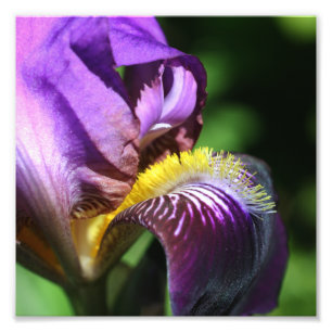 Purple Bearded Iris Flower Petal Close Up 8x8 Photo Print