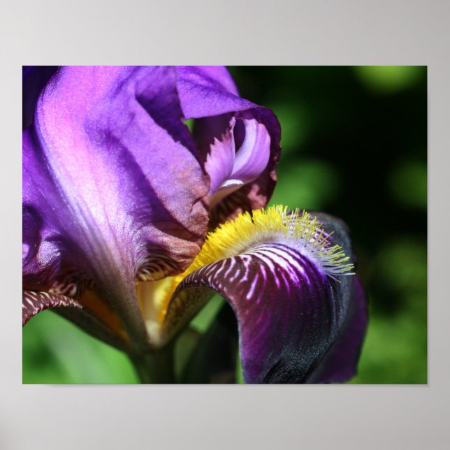 Purple Bearded Iris Flower Petal Poster (Front)