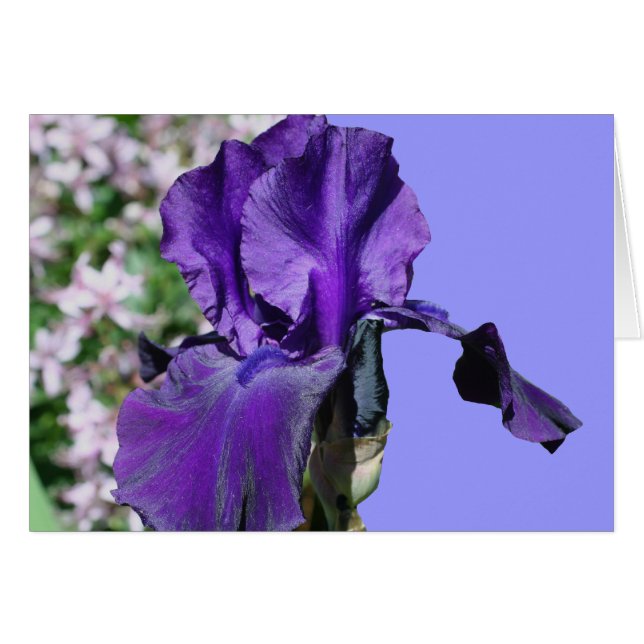 Purple Bearded Iris Flower Photography Card (Front Horizontal)