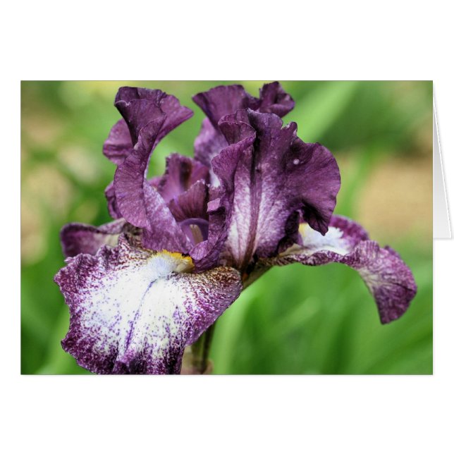 Purple Bearded Iris Flower Photography Card (Front Horizontal)