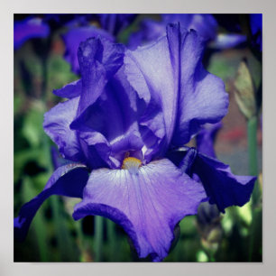 Purple Bearded Iris Flower Poster