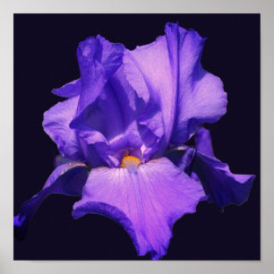 Purple Bearded Iris Flower Poster