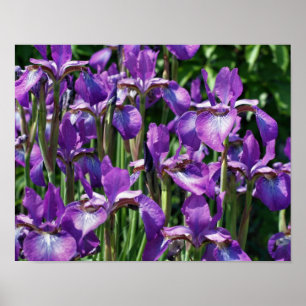 Purple Bearded Iris Flowers In Sunlight Poster