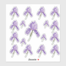 Purple Bearded Iris in Assorted Sizes