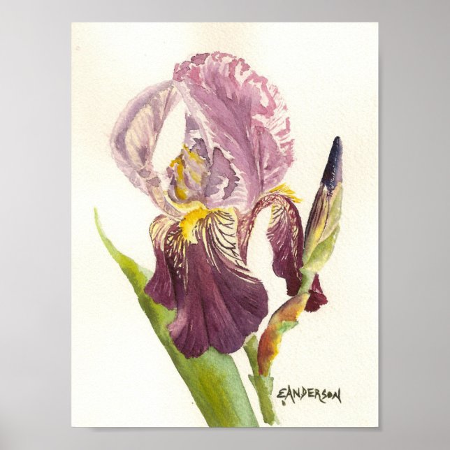 Purple Bearded Iris Poster (Front)