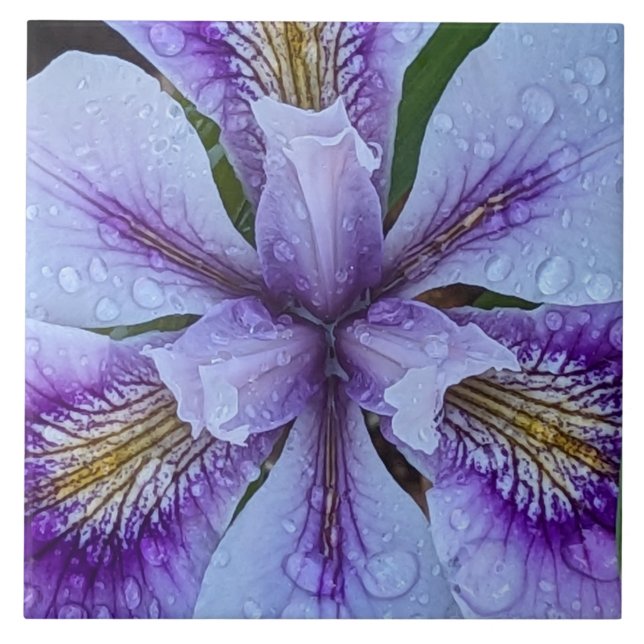  Purple Beardless Iris Floral Tile (Front)