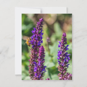 Purple Beauty and The Bee Postcard