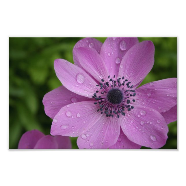 Purple beauty photo print (Front)