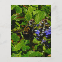 Purple Bee Balm and Bumble Bee
