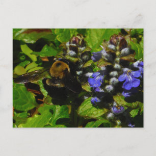 Purple Bee Balm and Bumble Bee Postcard