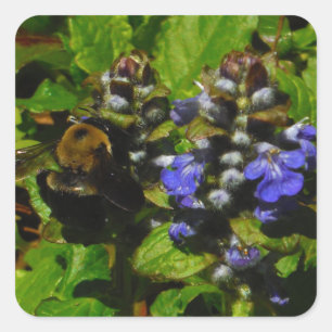 Purple Bee Balm and Bumble Bee Square Sticker