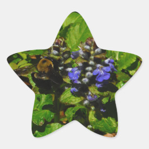 Purple Bee Balm and Bumble Bee Star Sticker