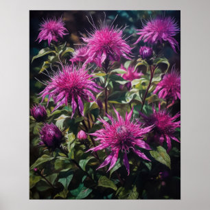 Purple Bee Balm Flowers Art Print Poster
